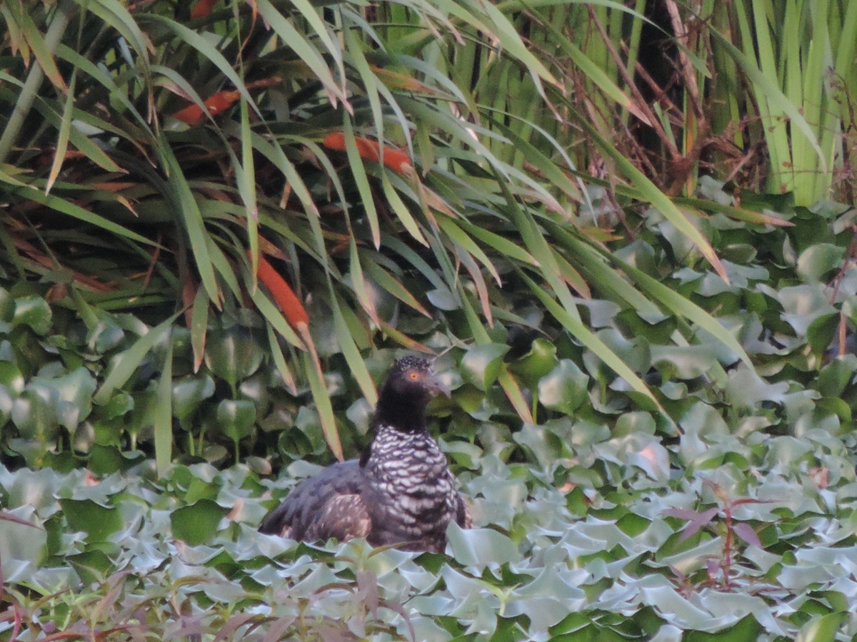 Horned Screamer - ML644655574