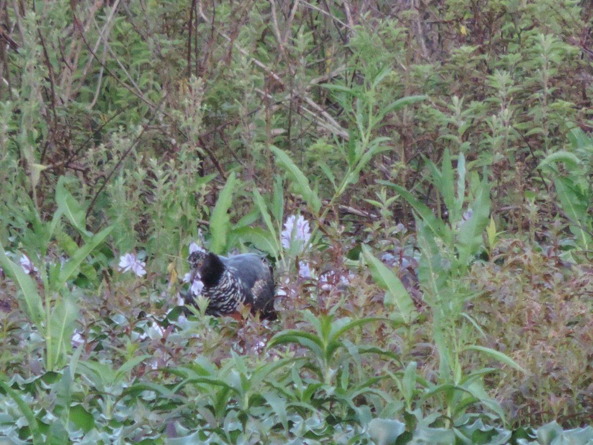 Horned Screamer - ML644655575