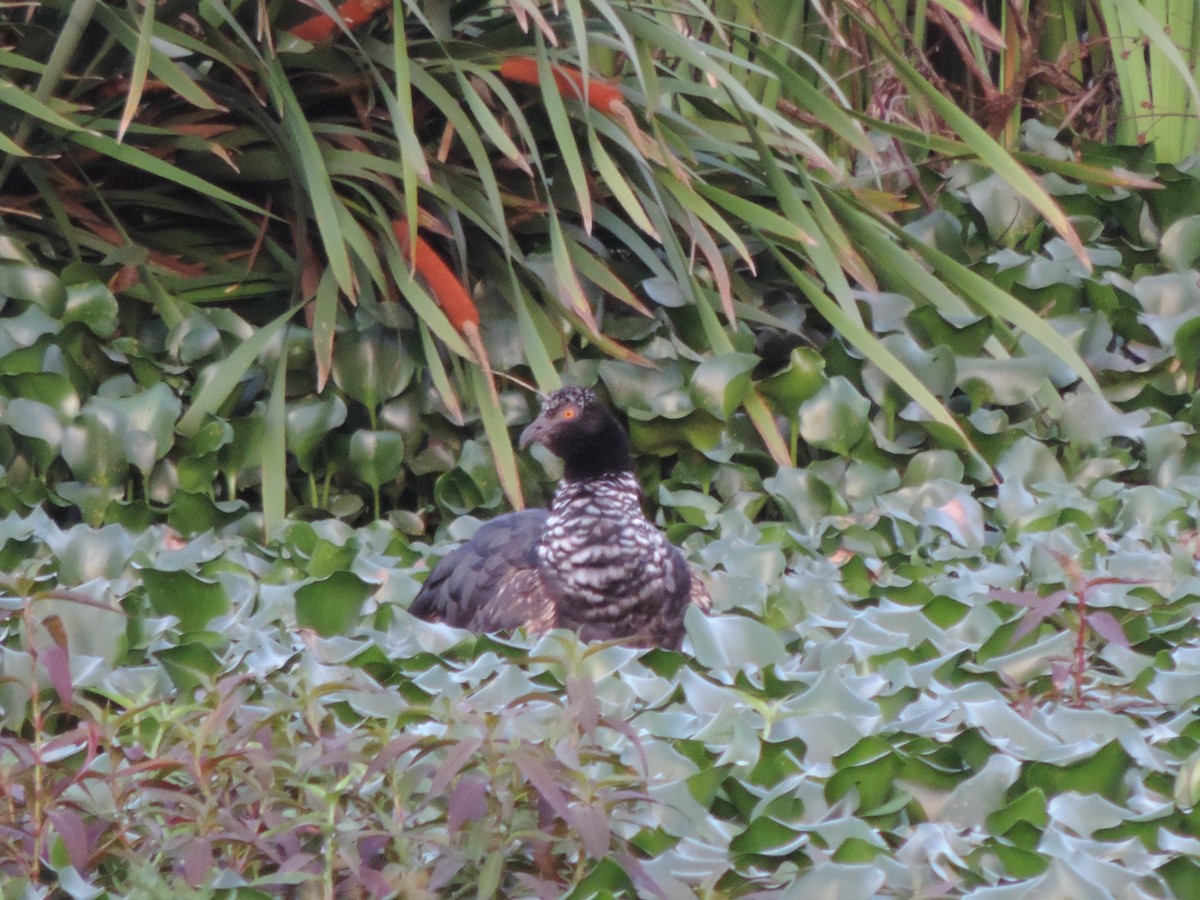 Horned Screamer - ML644655576