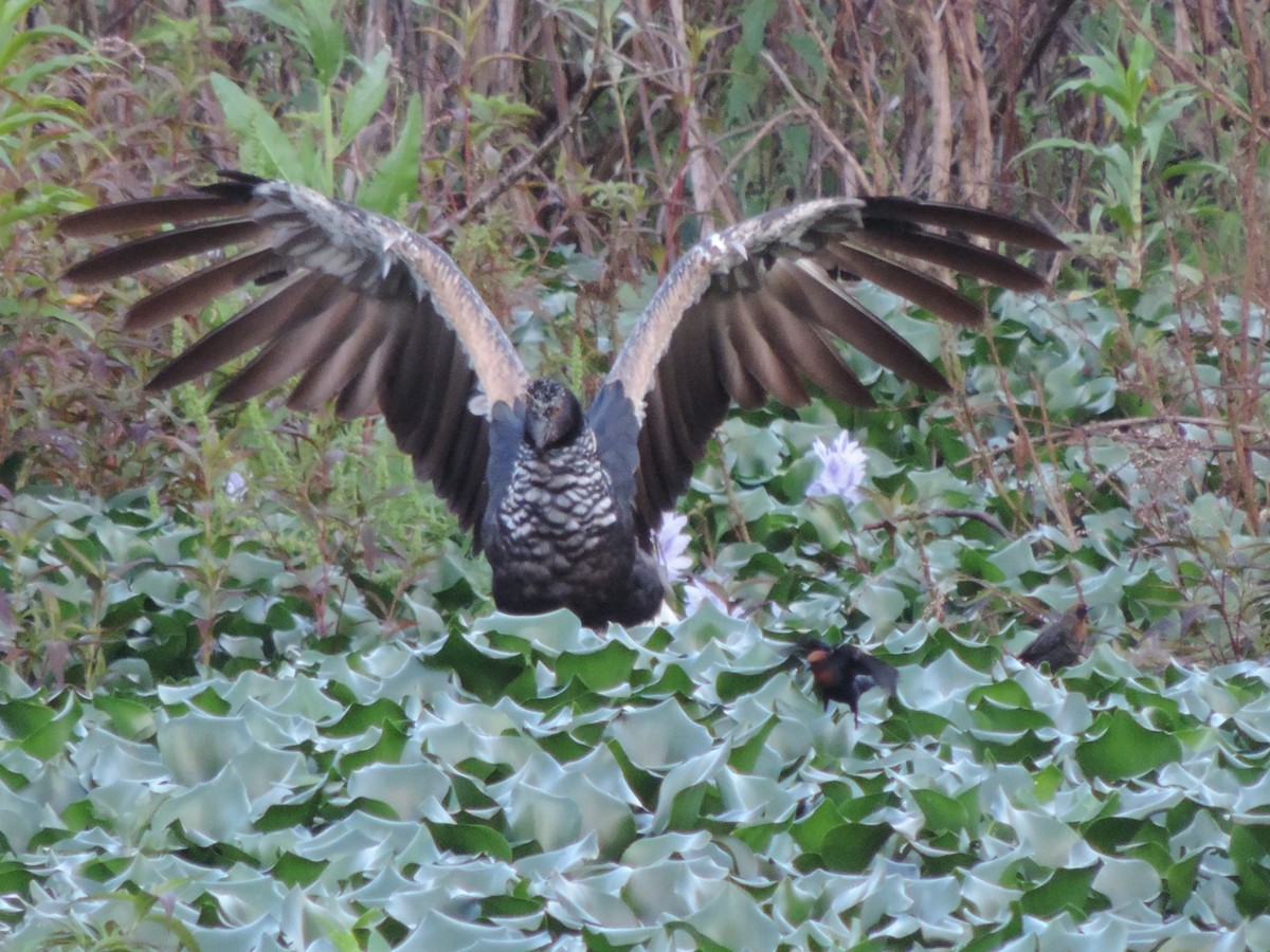 Horned Screamer - ML644655577