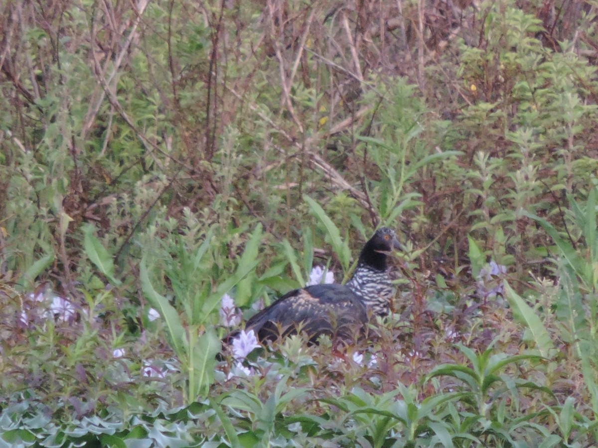Horned Screamer - ML644655578