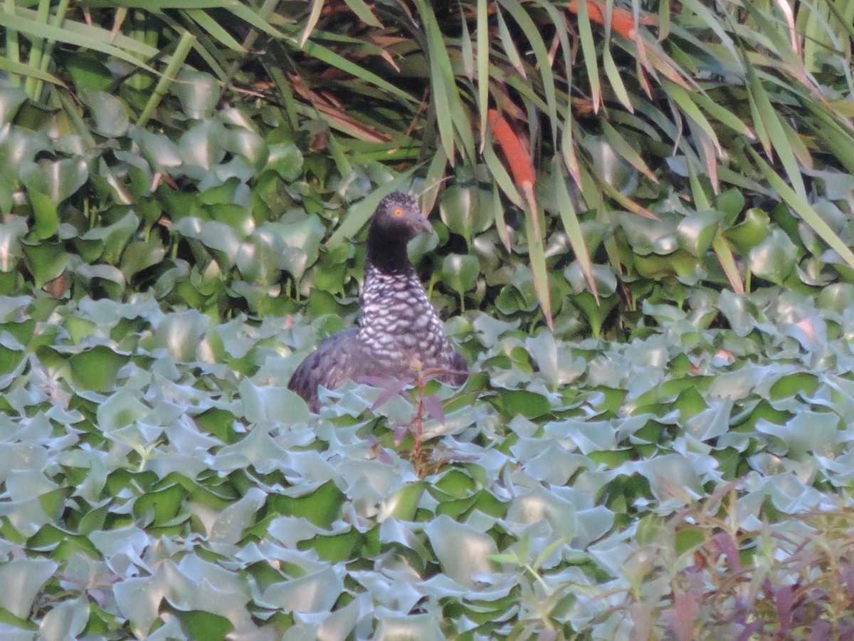 Horned Screamer - ML644655579