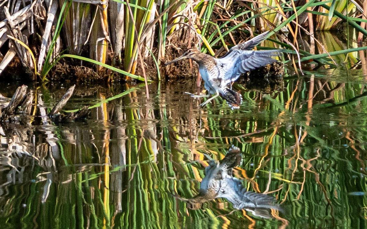 Common Snipe - ML644655580