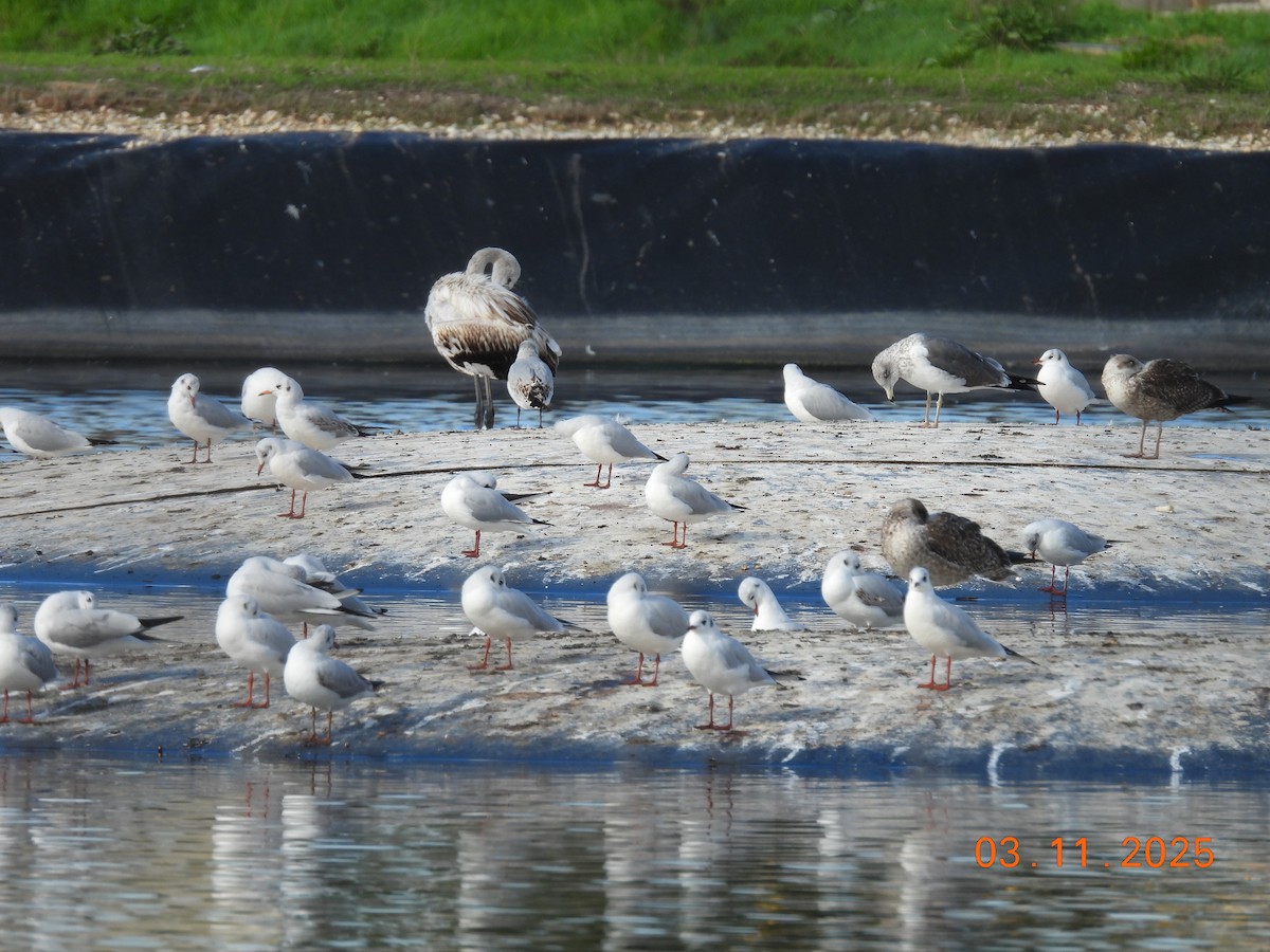 Black-headed Gull - ML644655581