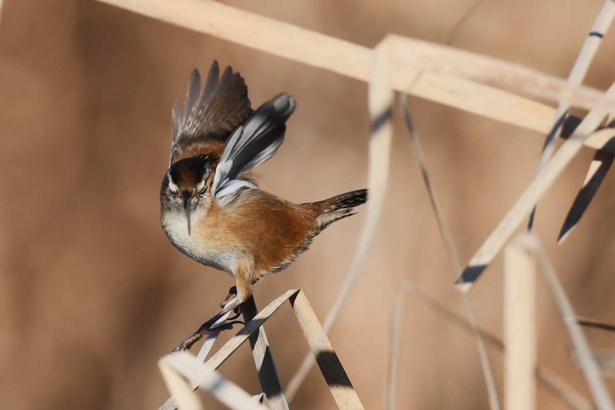 Marsh Wren - ML644655584
