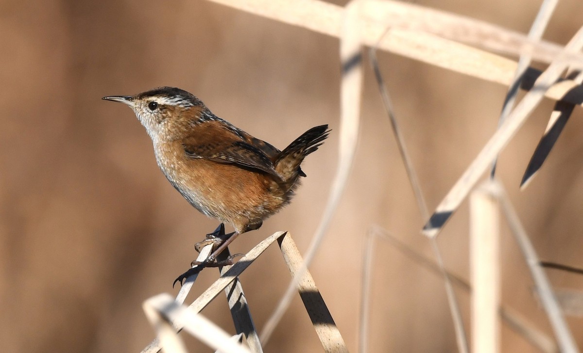 Marsh Wren - ML644655585