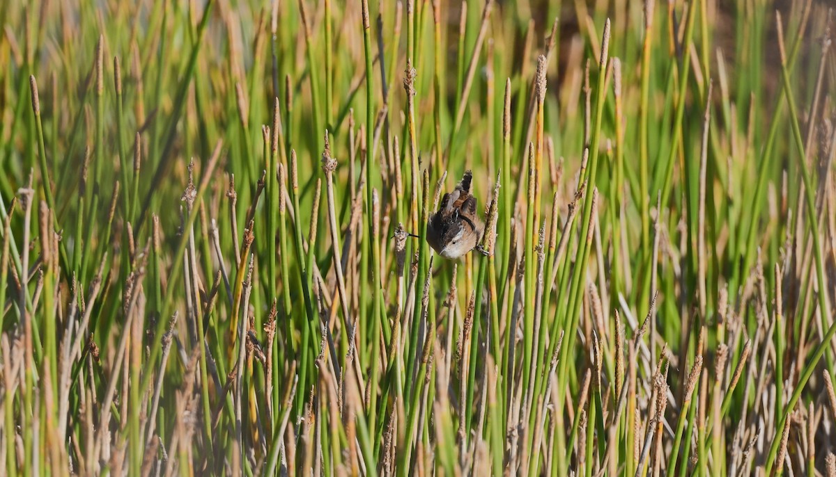 Marsh Wren - ML644655586