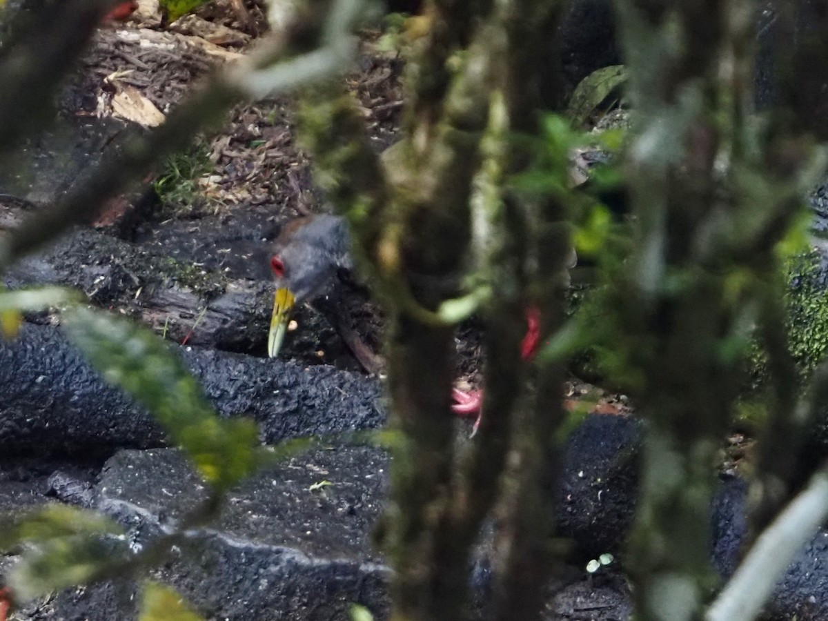 Gray-cowled Wood-Rail - ML644655587