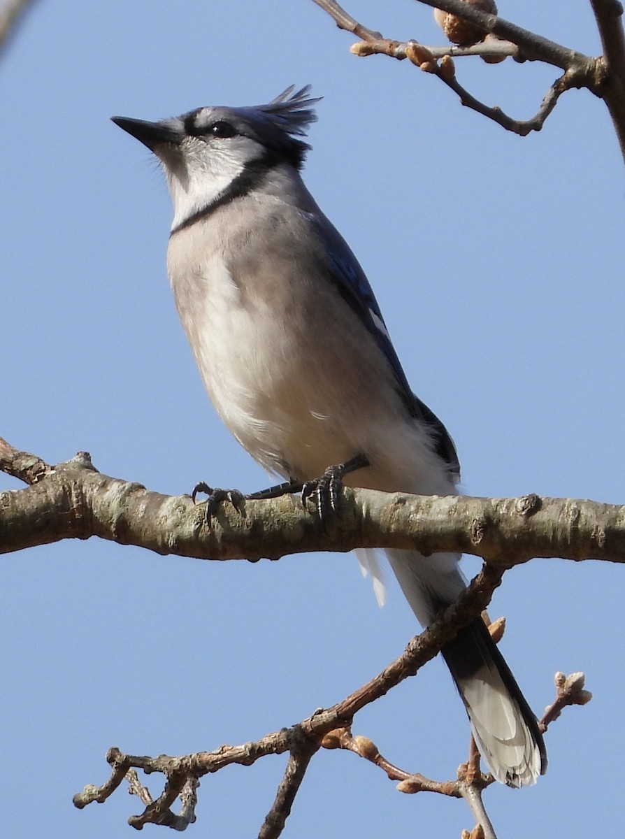 Blue Jay - ML644655594