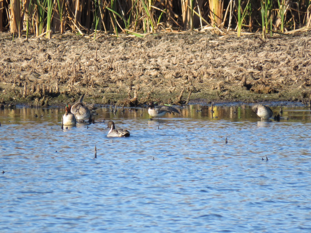 Zertzeta arrunta - ML644655595