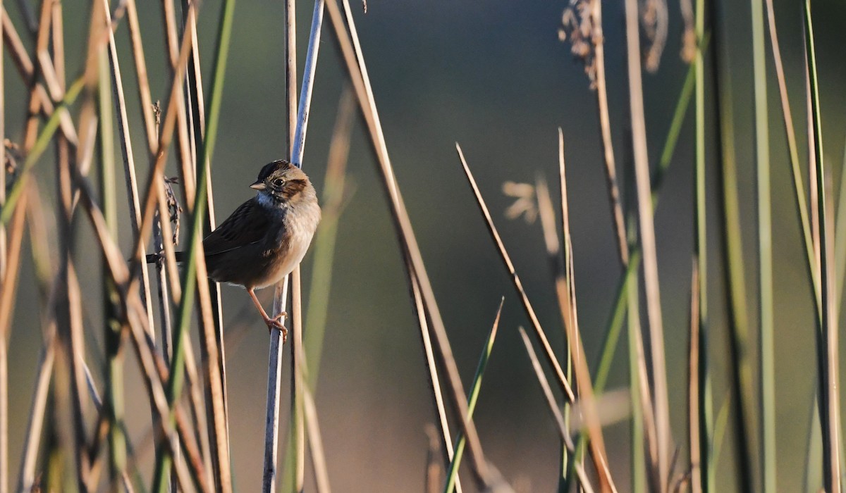 Swamp Sparrow - ML644655597
