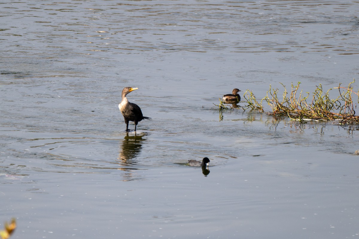Cormoran à aigrettes - ML644655598