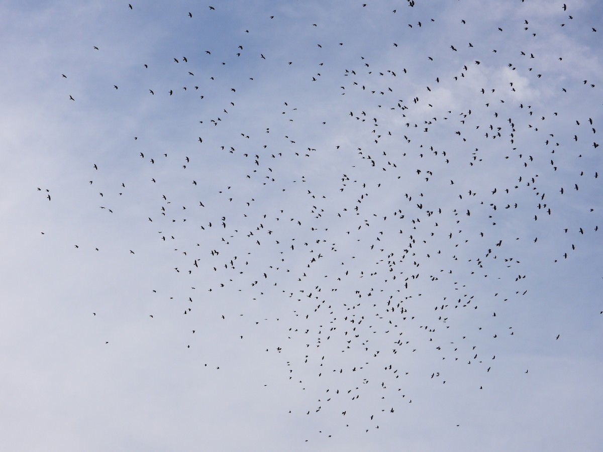 ウオガラス - ML644655599