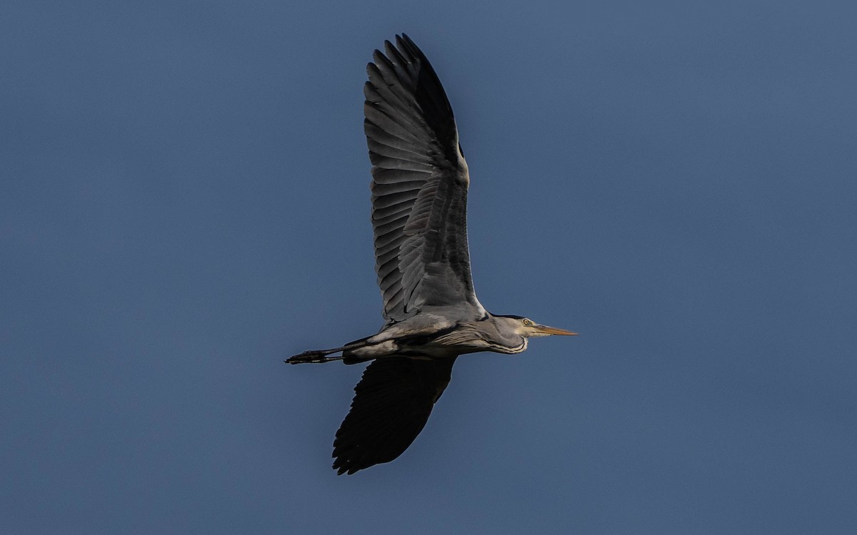 Gray Heron - ML644655604