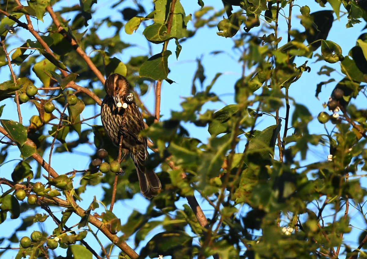 Red-winged Blackbird - ML644655607