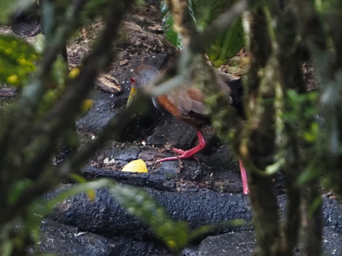 Gray-cowled Wood-Rail - ML644655609