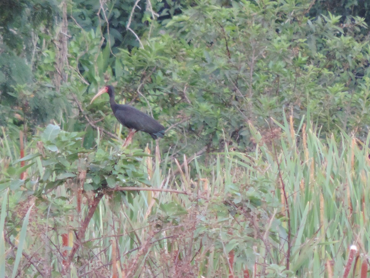 Ібіс чорний - ML644655610