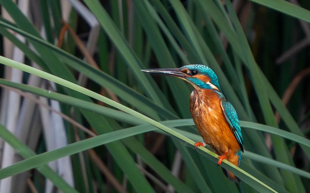 Common Kingfisher - ML644655611