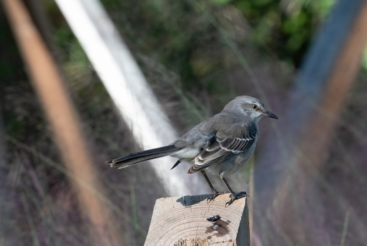 Northern Mockingbird - ML644655612