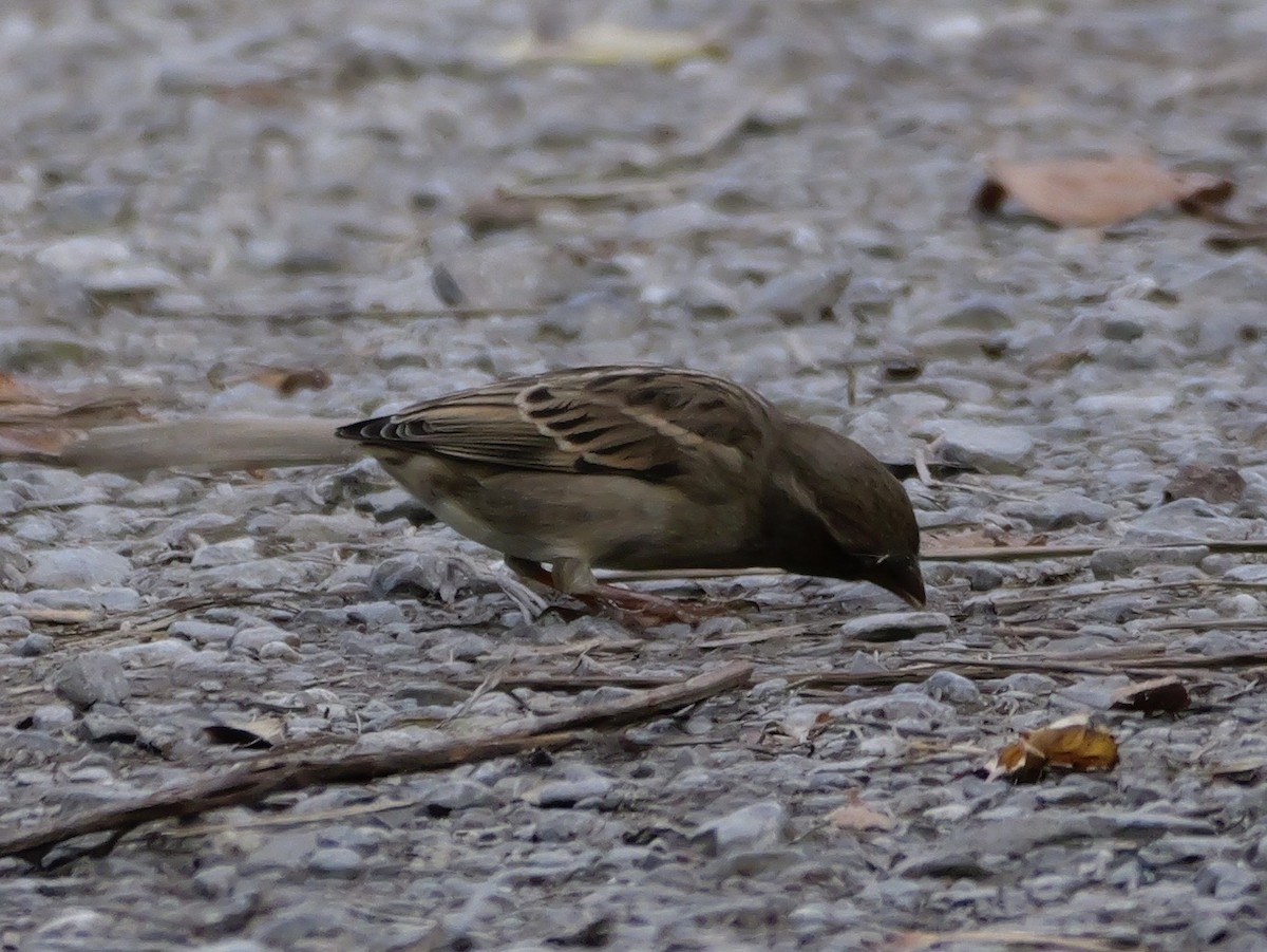 Оронгийн бор шувуу - ML644655613