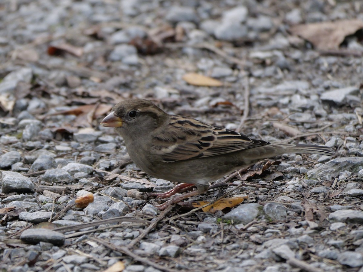 Оронгийн бор шувуу - ML644655614