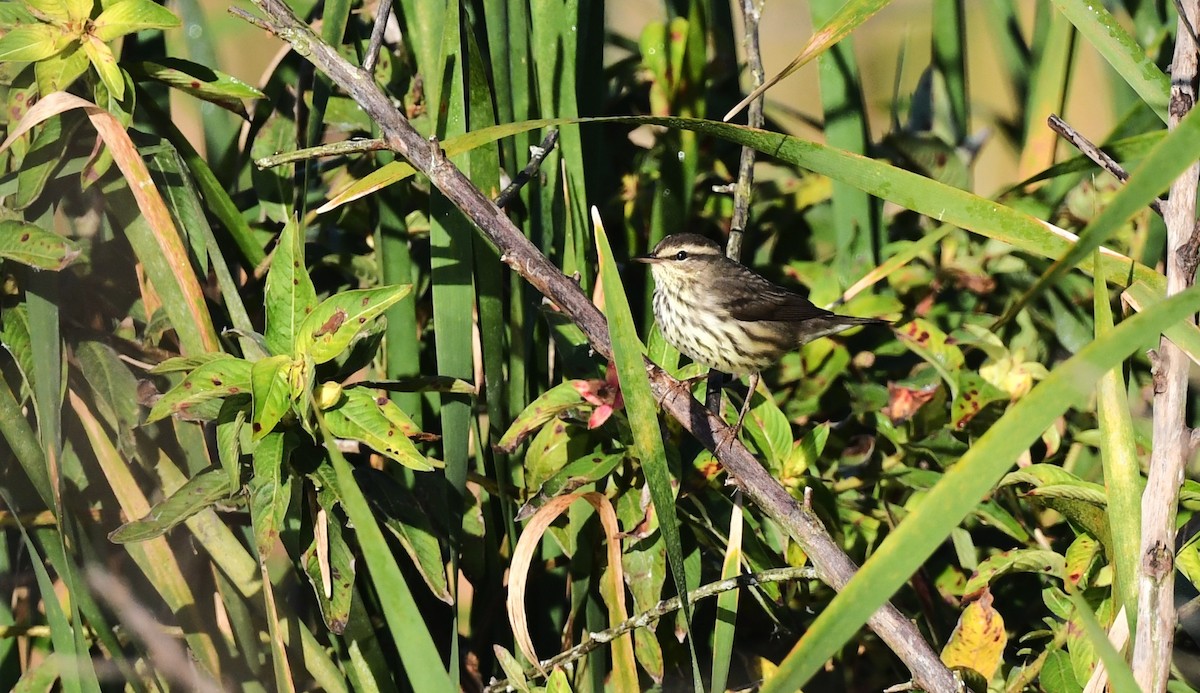 Northern Waterthrush - ML644655615