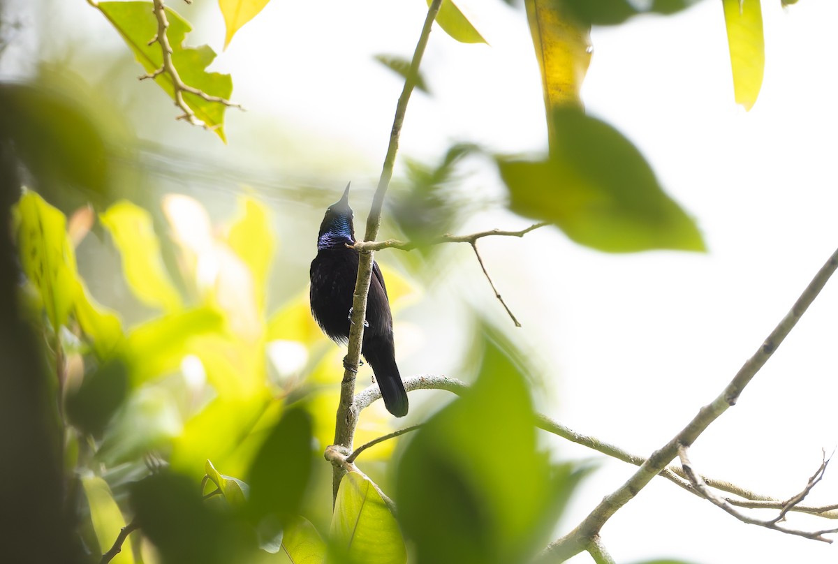 Black Sunbird (Moluccan) - ML644655616