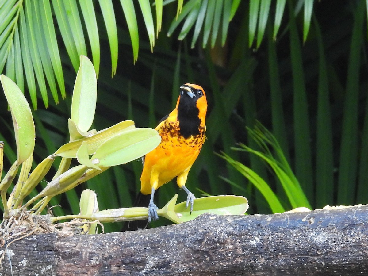 Spot-breasted Oriole - ML644655618