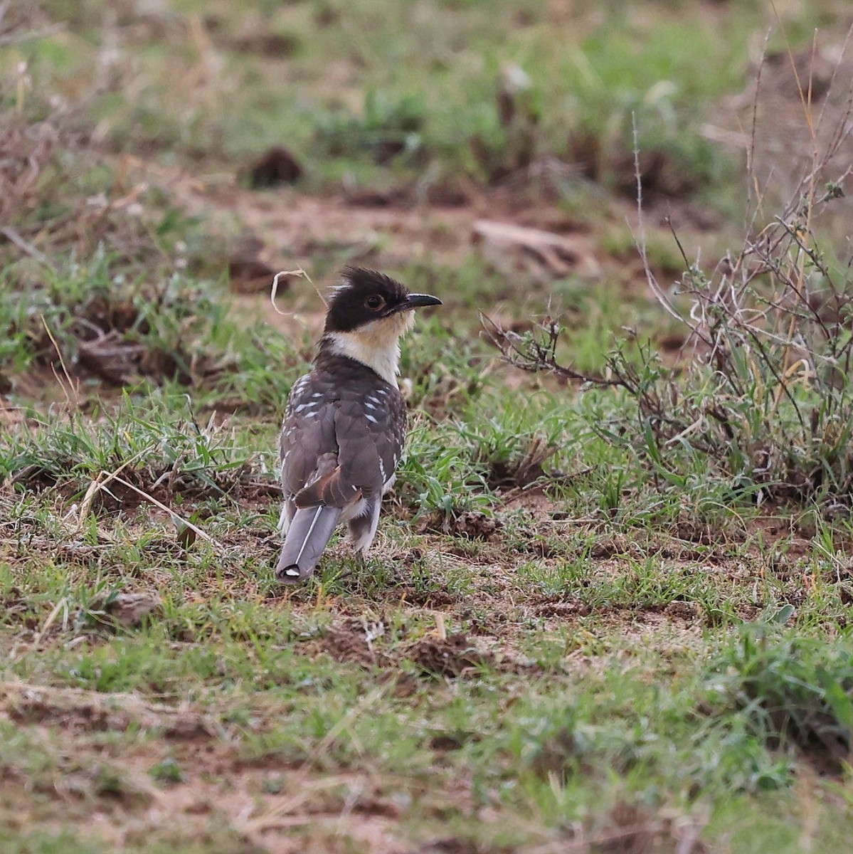 קוקיה מצויצת - ML644655619