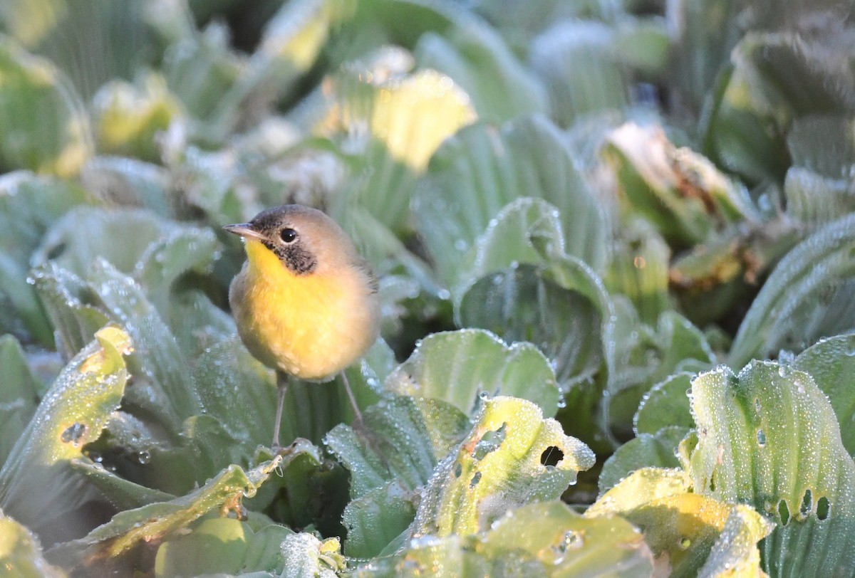 Common Yellowthroat - ML644655621