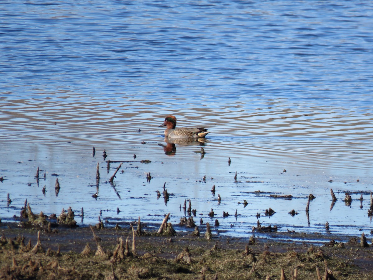 Zertzeta arrunta - ML644655625