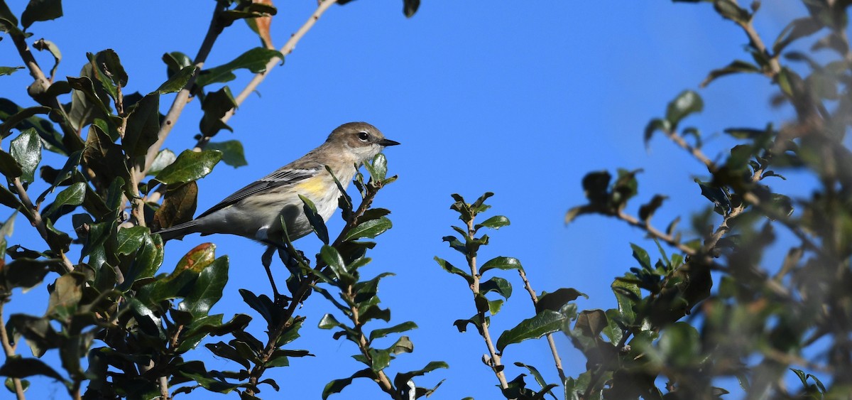Yellow-rumped Warbler - ML644655635