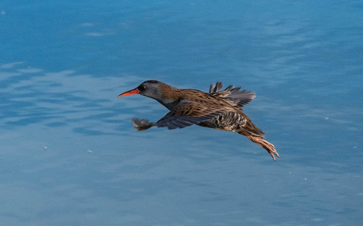 Water Rail - ML644655638