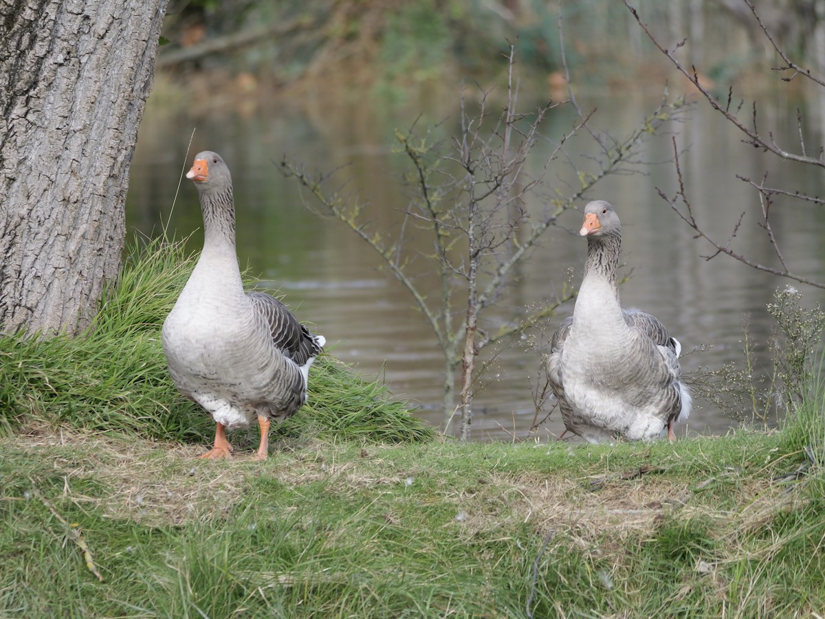 Graylag Goose - ML644655639