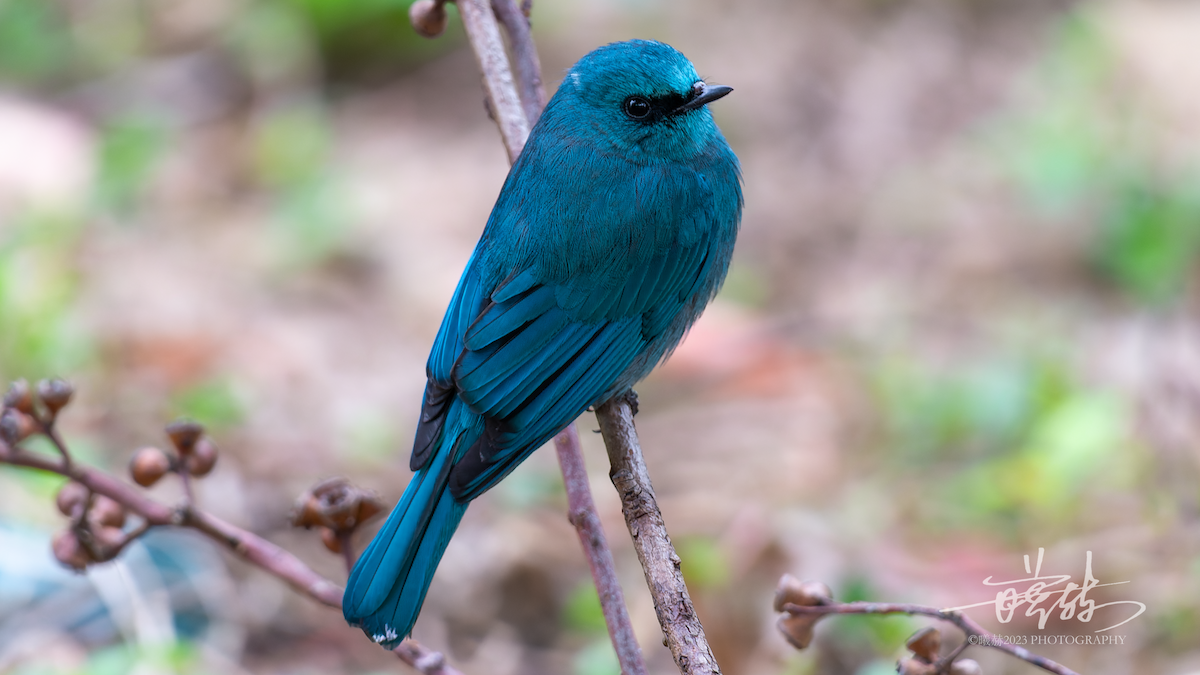 Verditer Flycatcher - ML644655641