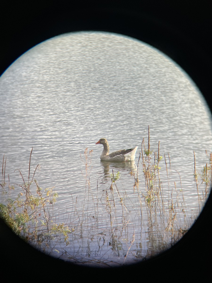 Domestic goose sp. (Domestic type) - ML644655642