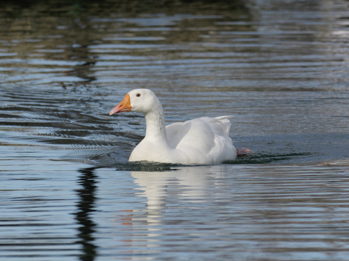 Graylag Goose (Domestic type) - ML644655644