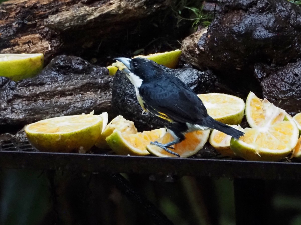 Spot-crowned Barbet - ML644655645