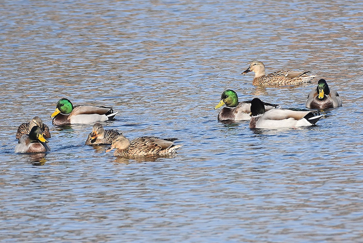 Зэрлэг нугас - ML644655651