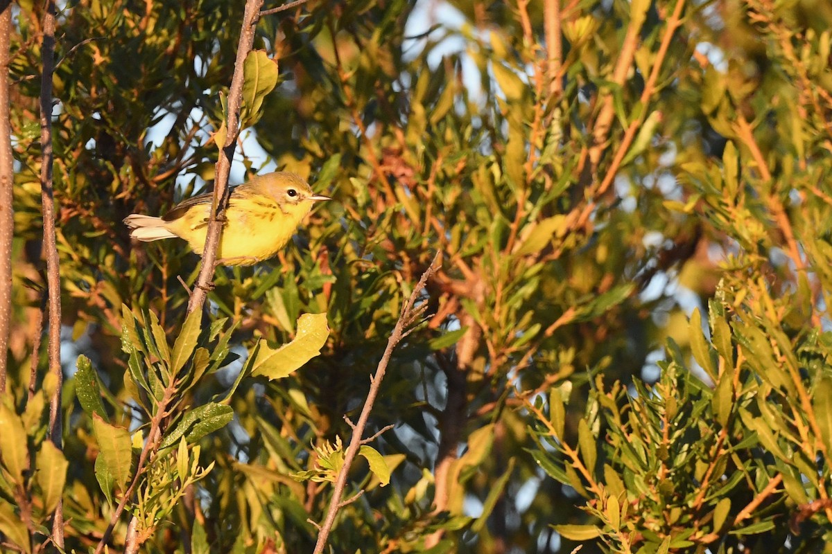 Prairie Warbler - ML644655653