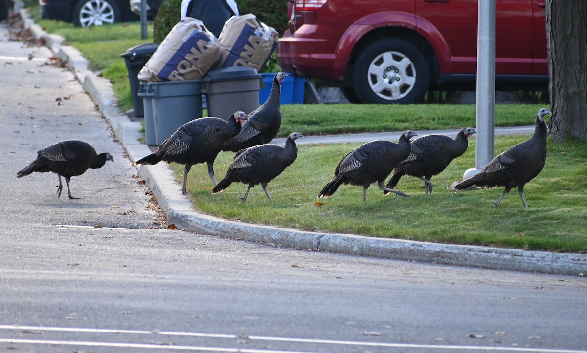 Wild Turkey - ML644655654