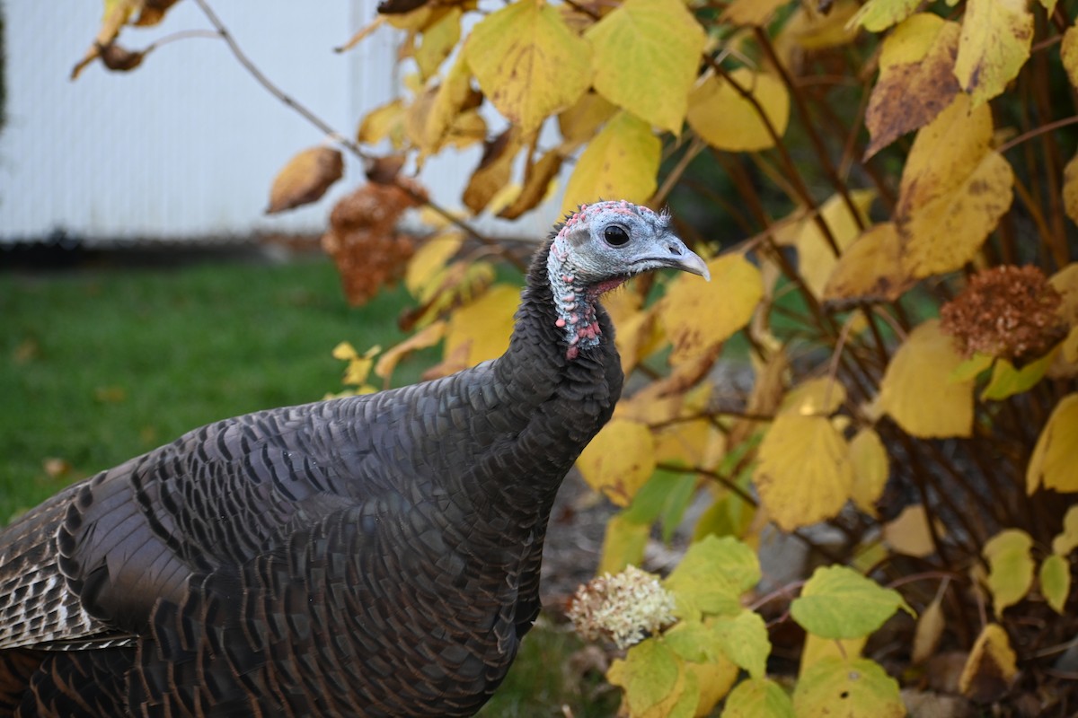 Індик великий - ML644655655