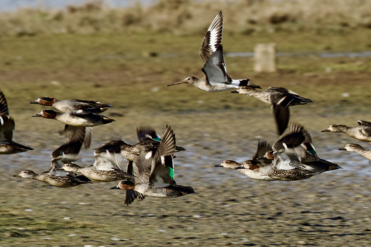 Green-winged Teal (Eurasian) - ML644655656