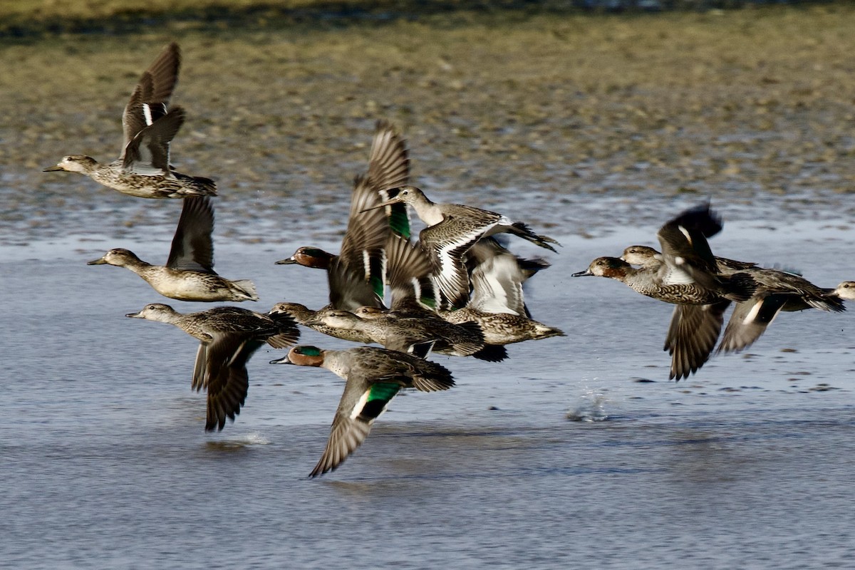 Green-winged Teal (Eurasian) - ML644655657