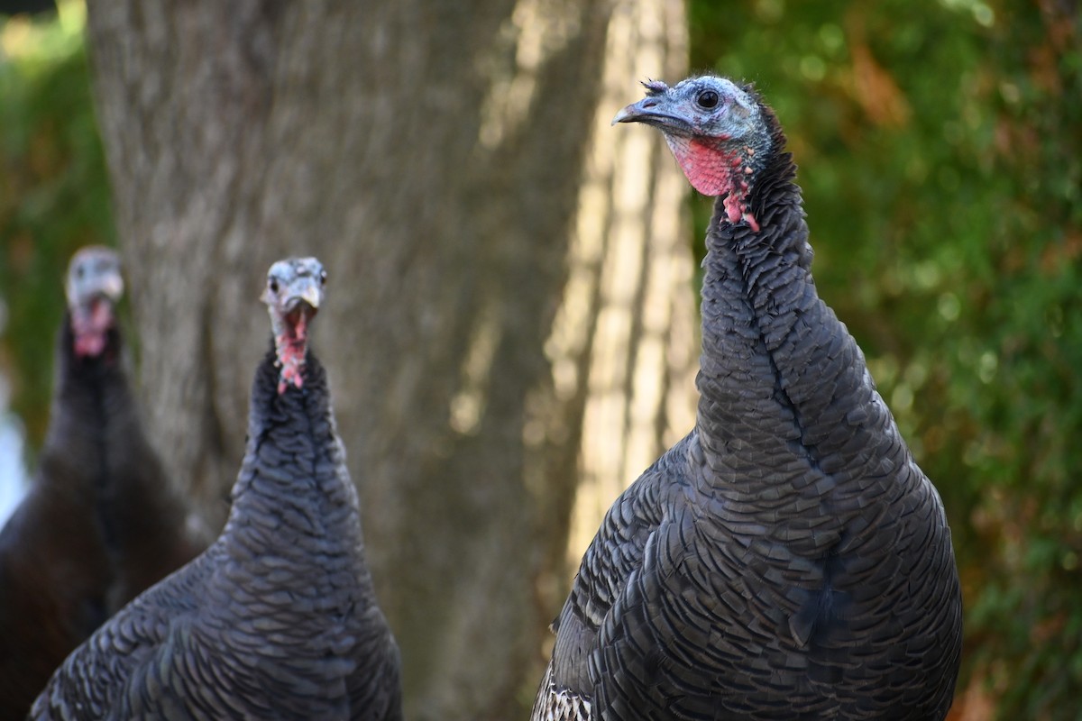 Wild Turkey - ML644655658