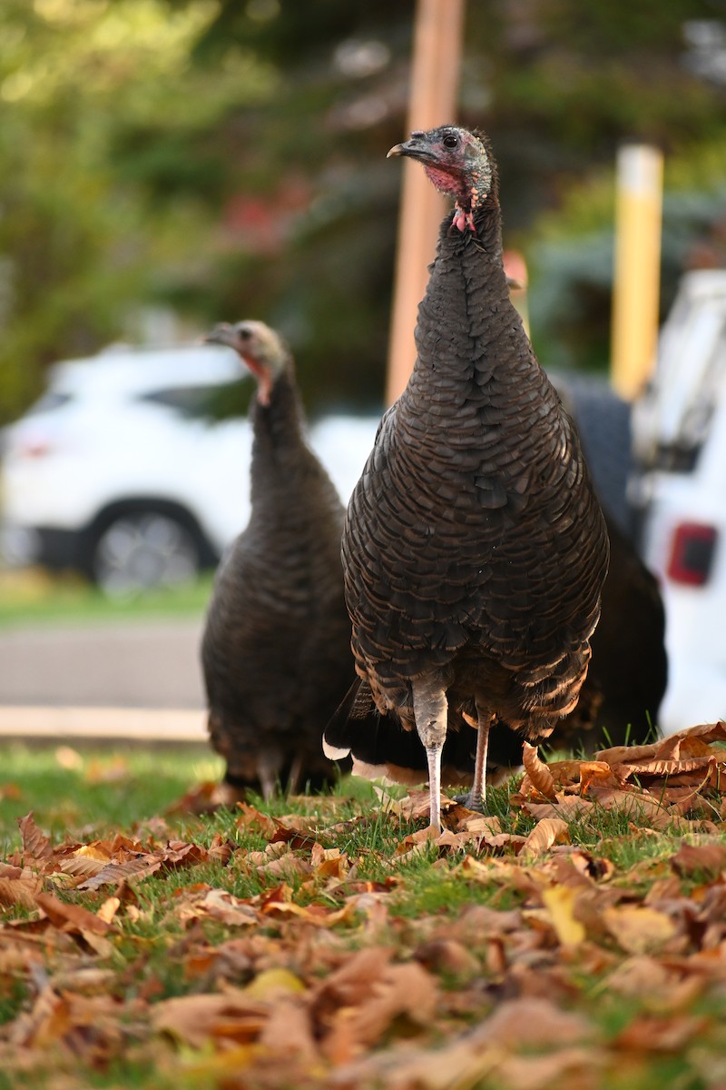 Індик великий - ML644655659