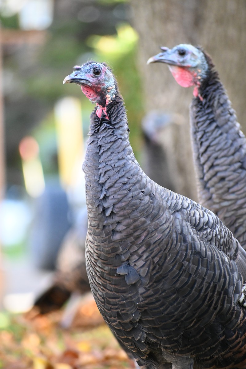 Індик великий - ML644655660