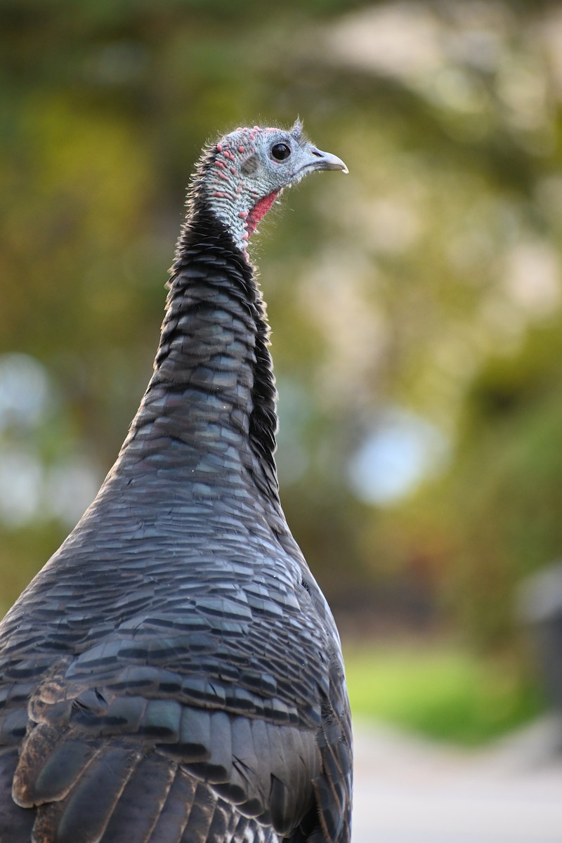 Індик великий - ML644655661