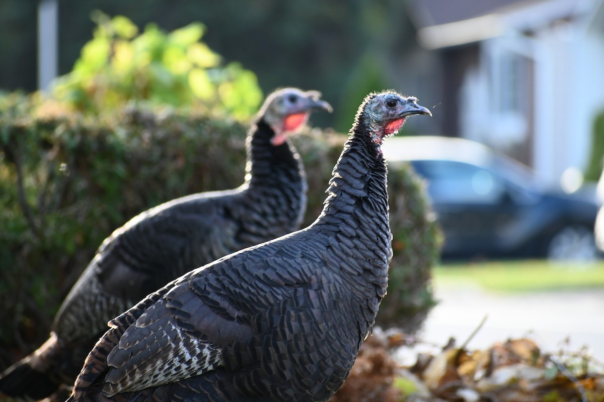 Індик великий - ML644655662