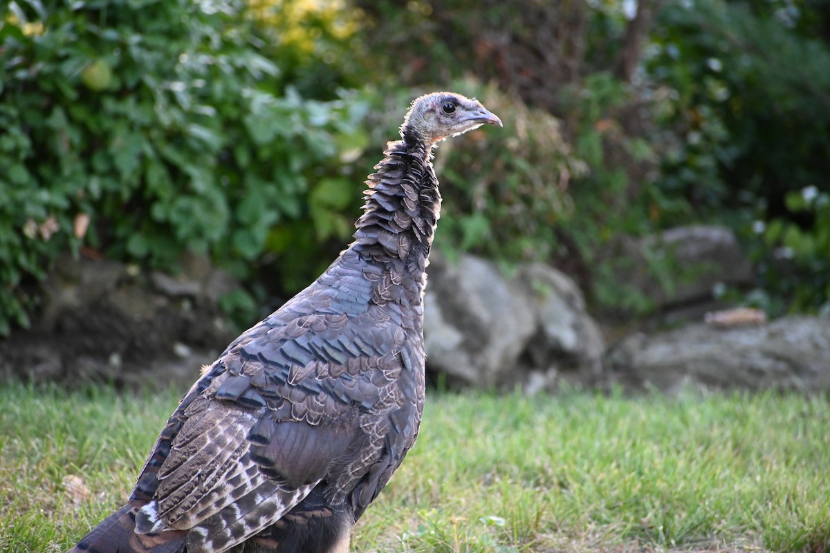 Індик великий - ML644655663